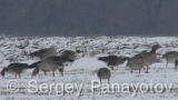 Video of Greylag Goose - Greylag Goose eating grass in winter fields
